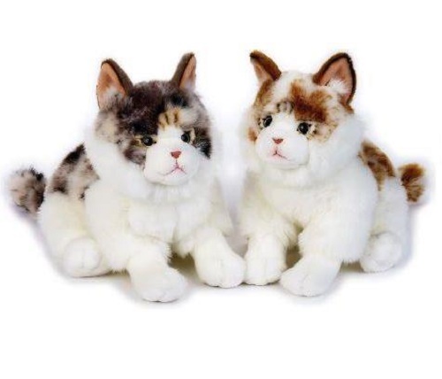 Gatto Buffy Norvegese